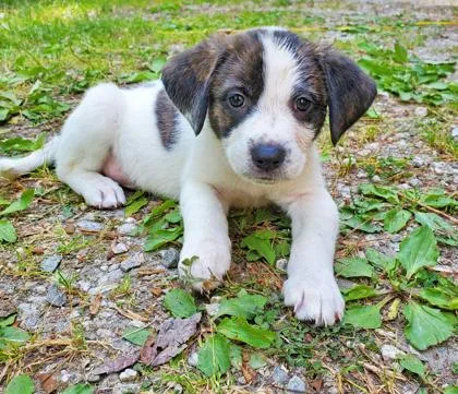 A baby small-sized male Beagle dog named Clemie for adoption in King William, VA