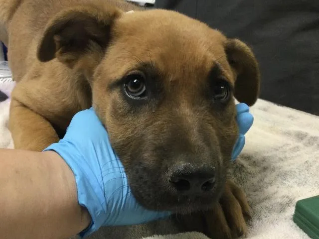 A young small-sized female Mastiff dog named Wren for adoption in Riverside, CA
