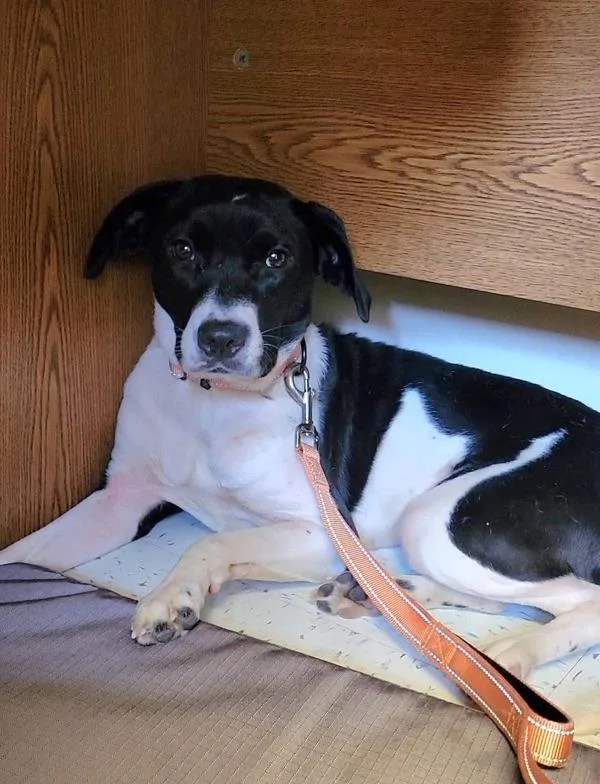 An adult medium-sized female Border Collie dog named Zaza for adoption in Millersville, MD