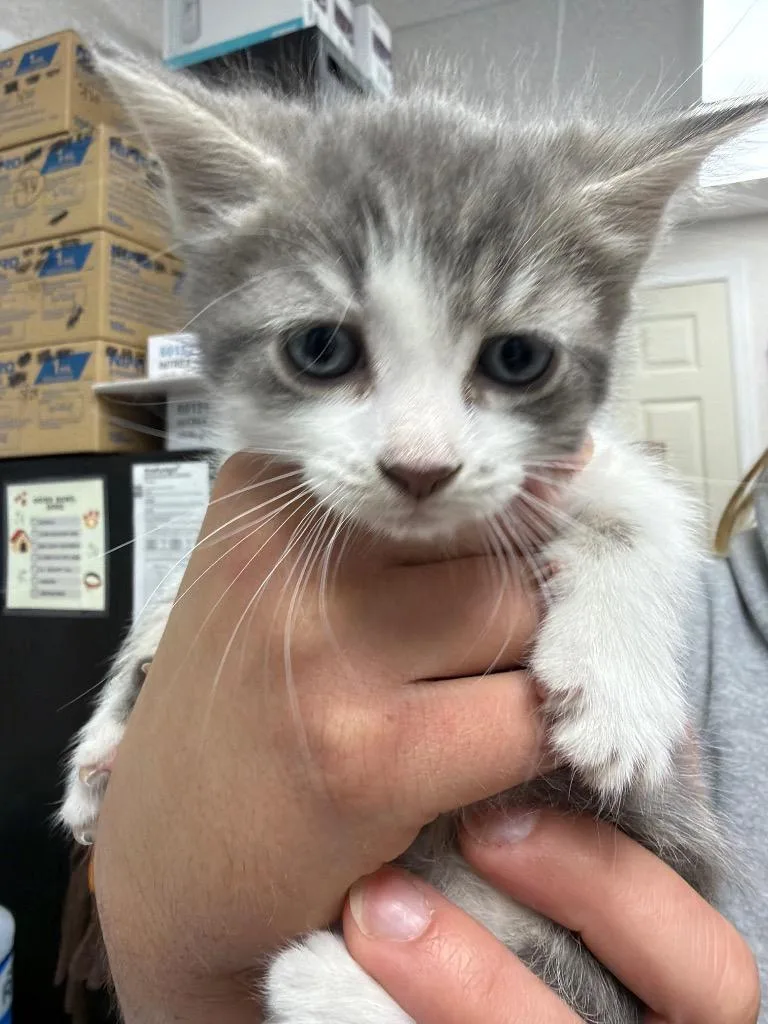 A baby medium-sized female Domestic Short Hair cat named Marilyn Monroe for adoption in Pomona, NY