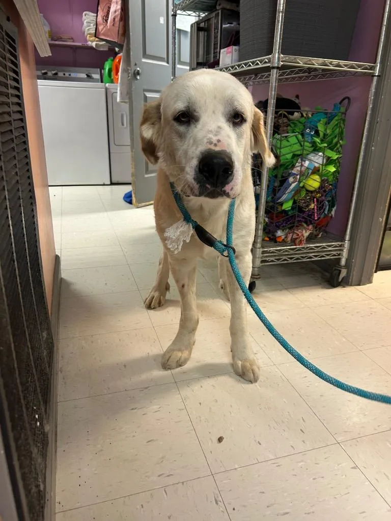An adult medium-sized male Mixed Breed dog named Marvin for adoption in Morgantown, KY