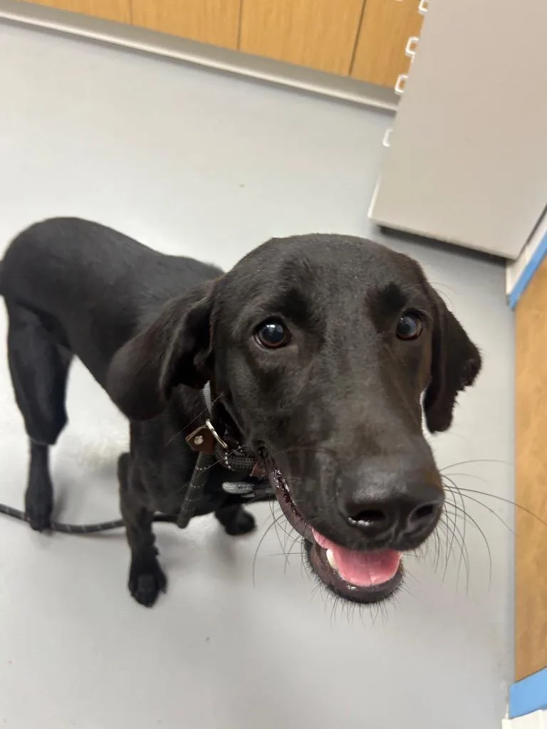 A young medium-sized female Labrador Retriever dog named Bumbino for adoption in Hartsville, SC