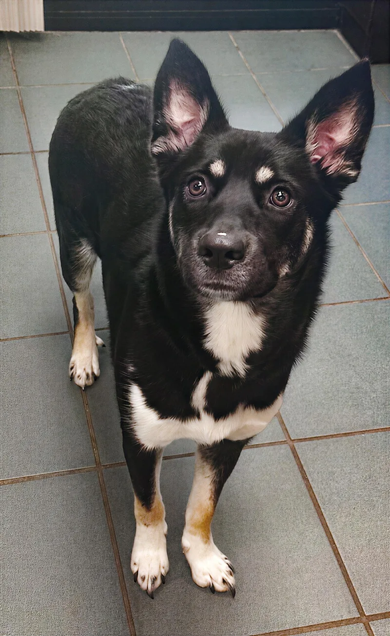 A young medium-sized female Black Mixed Breed dog named Vivica for adoption in Nashville, TN