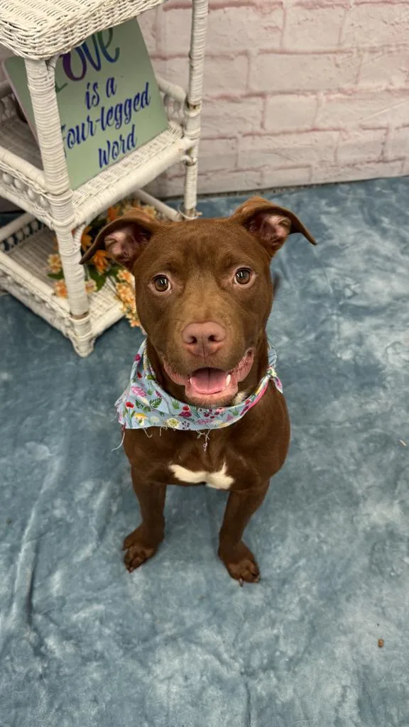 A young medium-sized female Mixed Breed dog named Aaltola for adoption in Detroit, MI