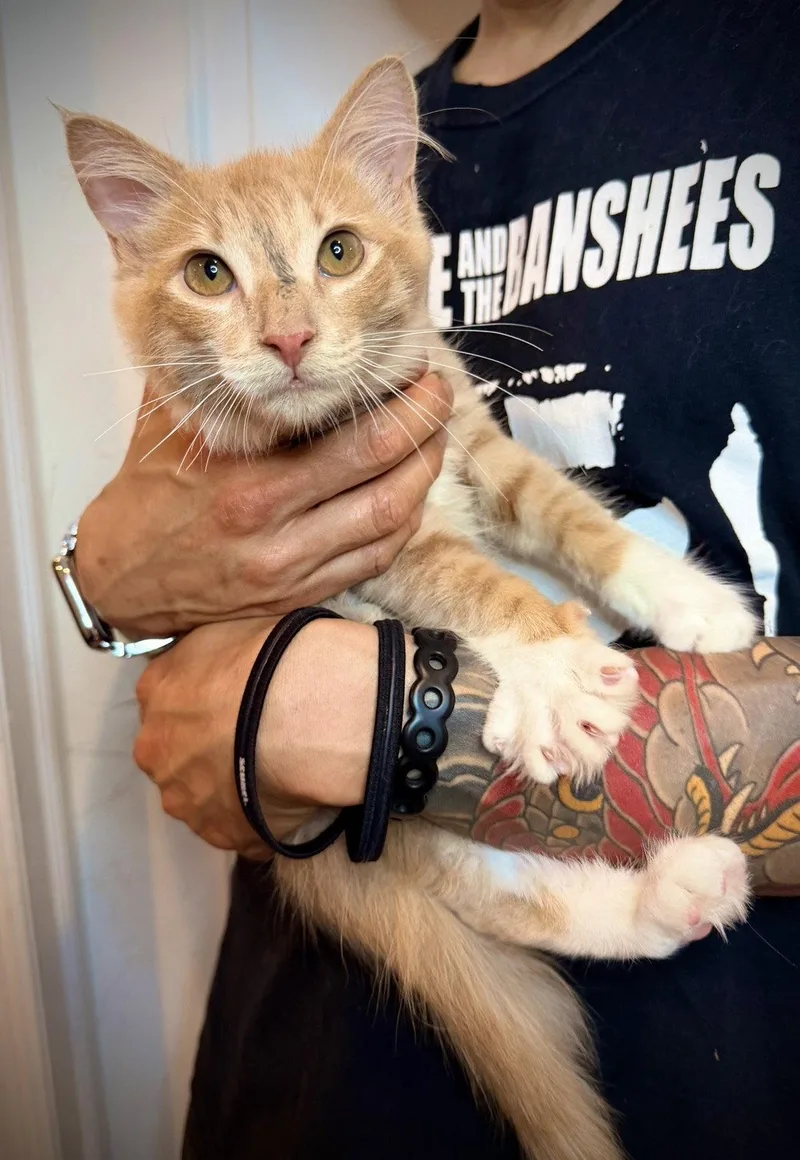 A baby medium-sized male Orange & White Domestic Medium Hair cat named Orangino for adoption in Brooklyn, NY
