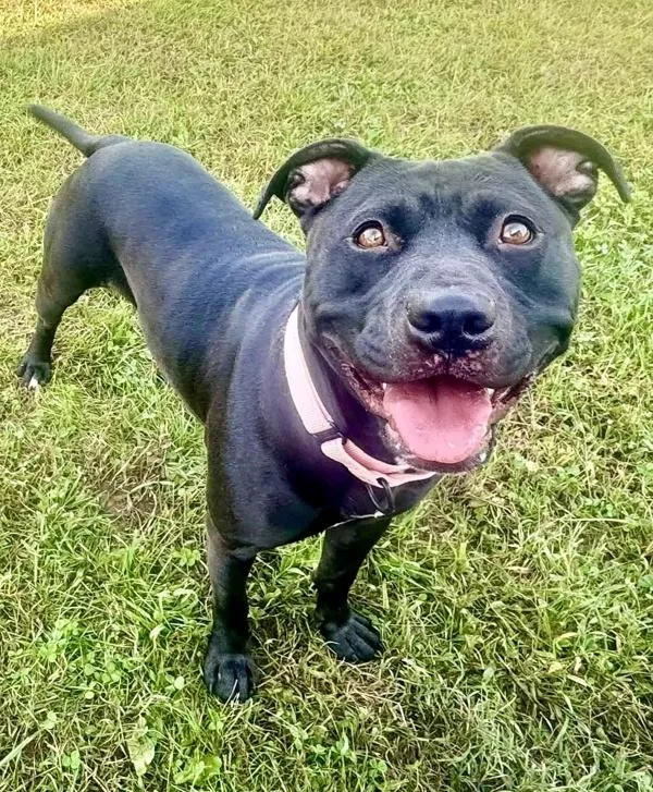 An adult medium-sized female Pit Bull Terrier dog named Sprinkles for adoption in Millersville, MD