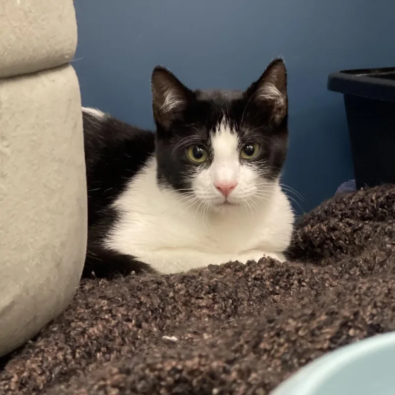 A baby small-sized male White Domestic Medium Hair cat named Verdigris for adoption in Tulsa, OK