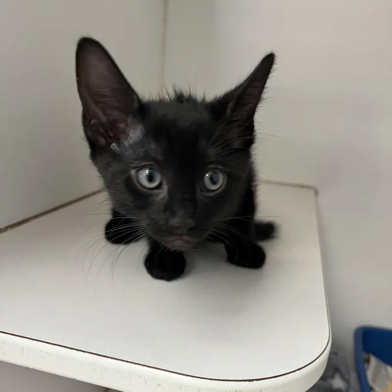 A baby small-sized male Black Domestic Short Hair cat named Blue for adoption in Hawthorne, CA