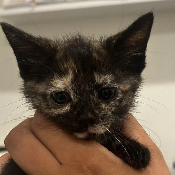 A baby medium-sized female Domestic Short Hair cat named Betty Jo for adoption in Evanston, IL