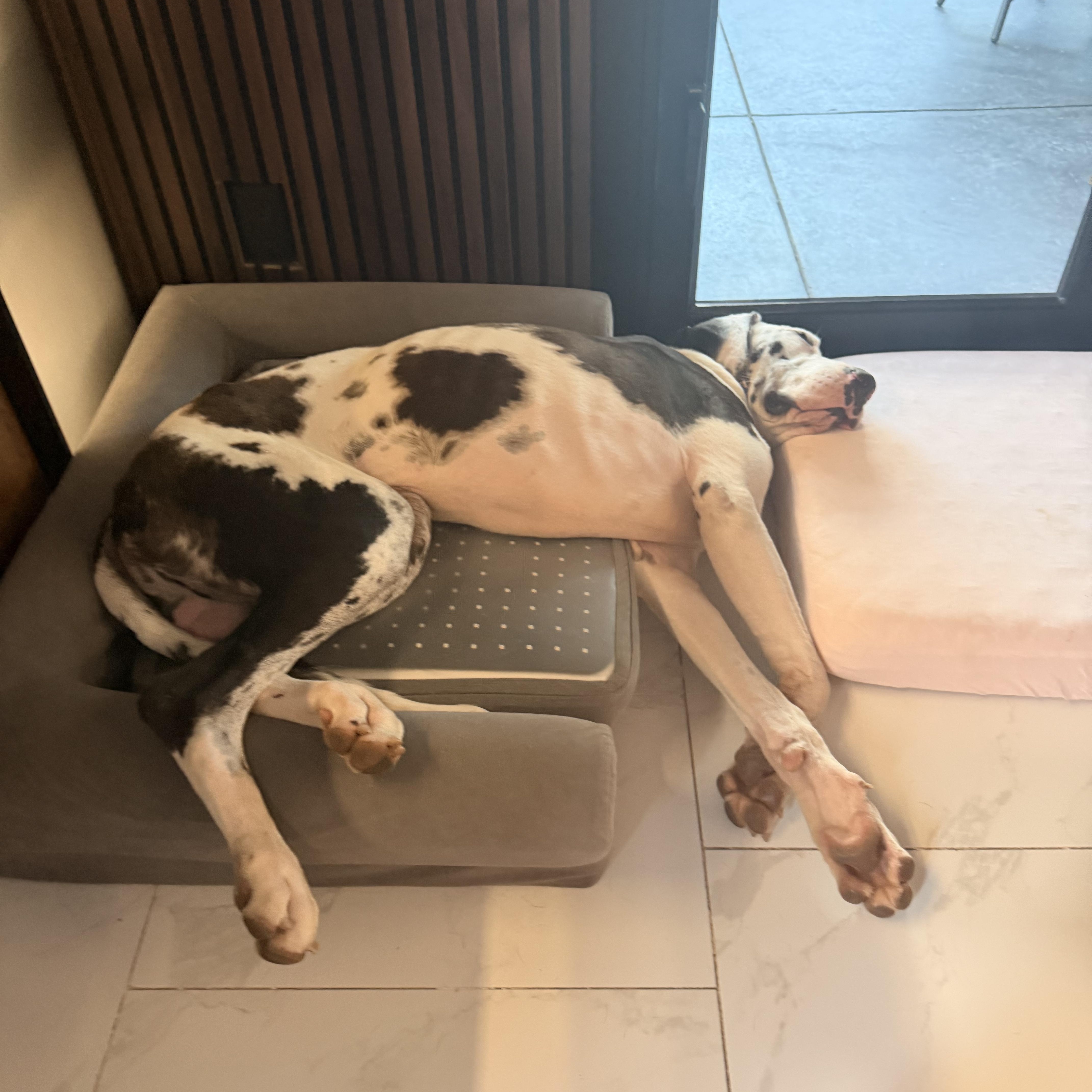 A young extra large-sized male Harlequin Great Dane dog named Biscuit for adoption in Long Beach, CA