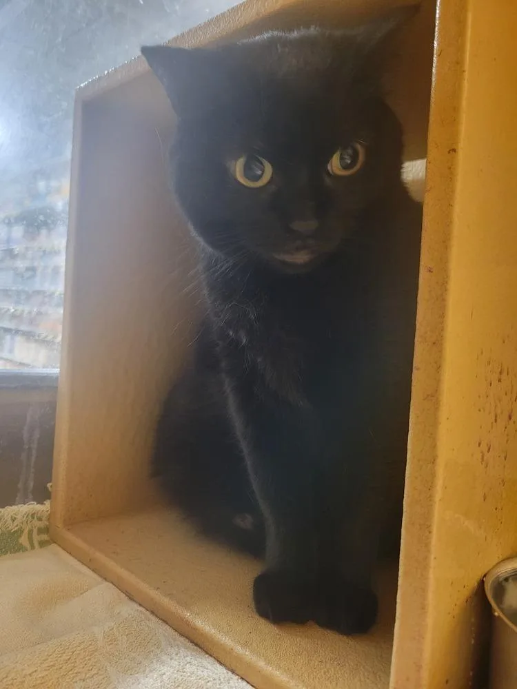 Morticia