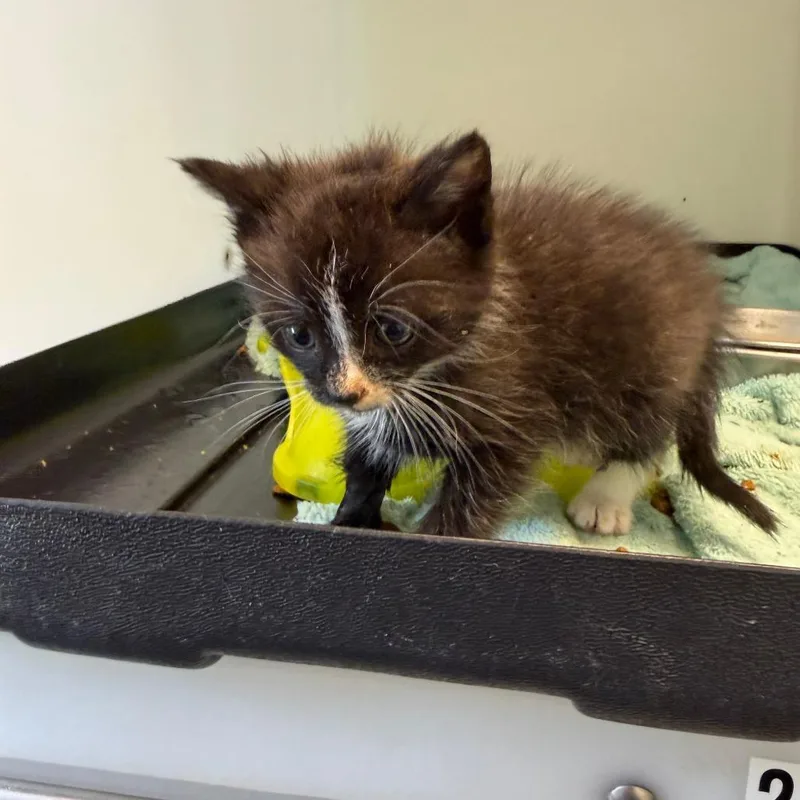 A baby small-sized female Black Domestic Short Hair cat named Inkblot for adoption in Lynchburg, VA