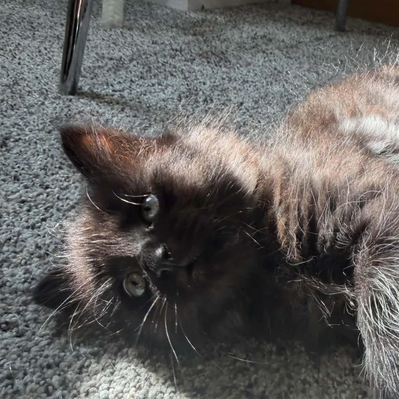 A baby small-sized female Domestic Short Hair cat named Magpie for adoption in Milwaukee, WI