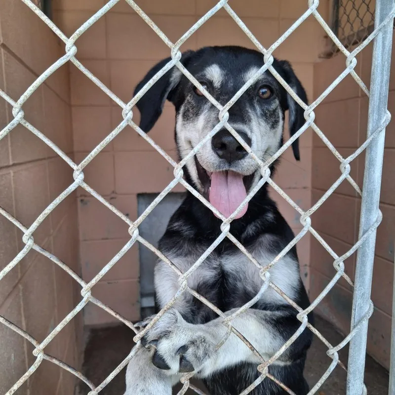 A baby medium-sized female Shepherd dog named Moonshine for adoption in Gautier, MS