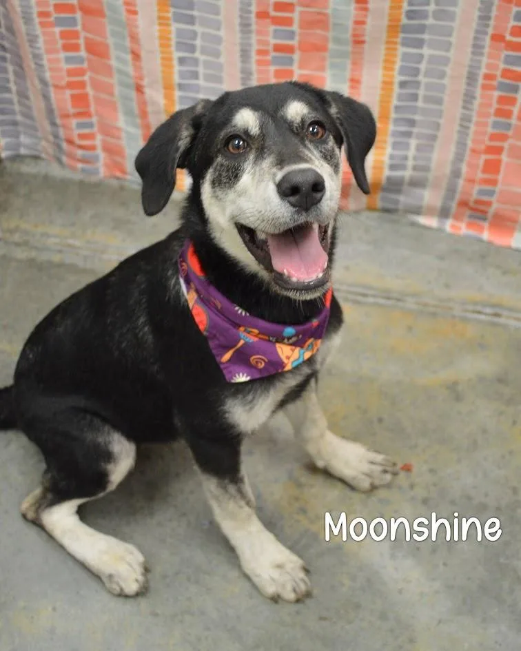 Moonshine thumbnail 2
