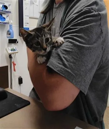 A baby small-sized female Domestic Short Hair cat named Lora for adoption in Albuquerque, NM