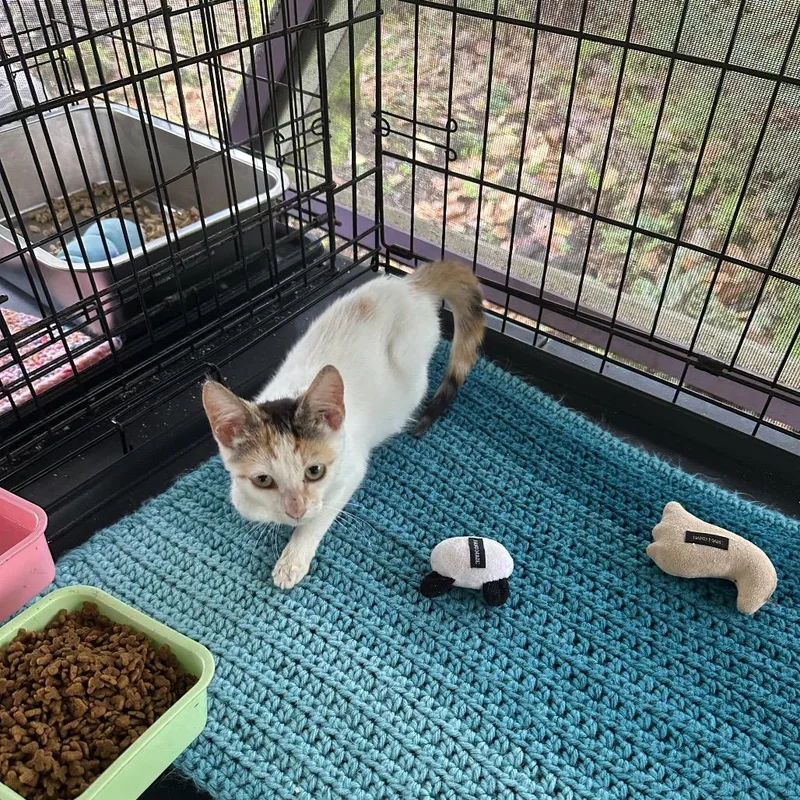 A baby small-sized female Calico Domestic Short Hair cat named Eclair for adoption in Pahoa, HI