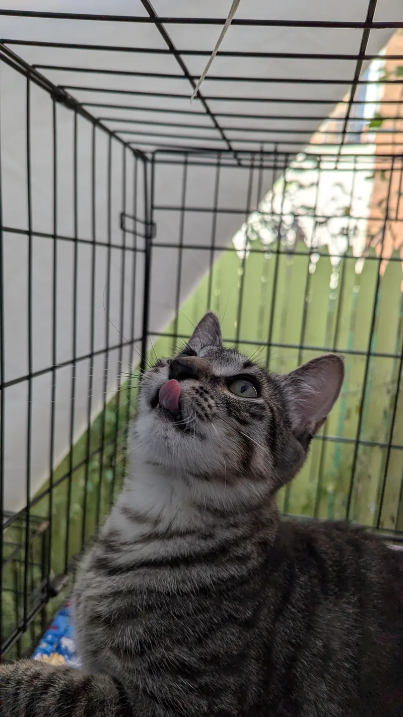 An adult small-sized male Tabby (Gray / Blue / Silver) Domestic Short Hair cat named Ralphie for adoption in Brooklyn, NY