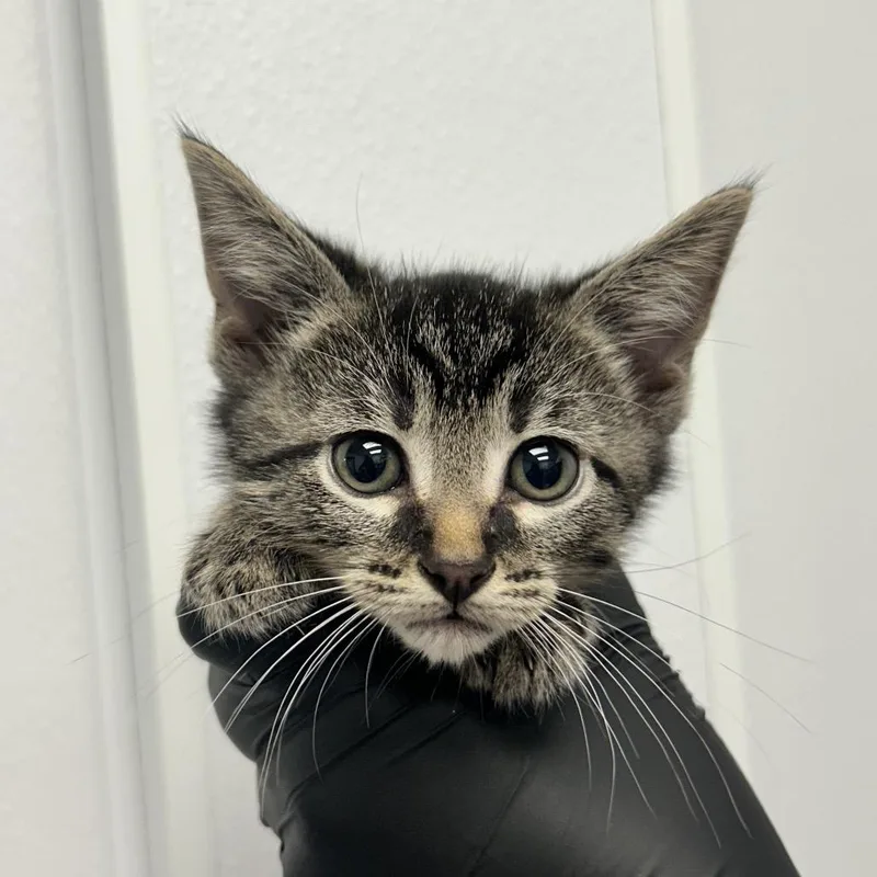 A baby small-sized male Brown / Chocolate Domestic Short Hair cat named Red Rover for adoption in Abilene, TX
