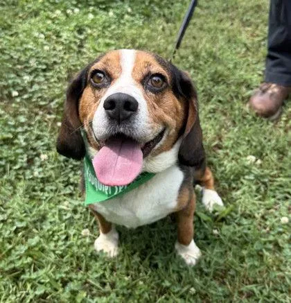 An adult medium-sized male Beagle dog named Mushmouth for adoption in Midland, VA