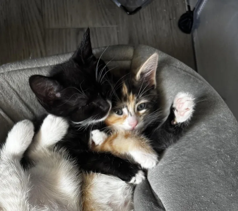 A baby small-sized female Black & White / Tuxedo Domestic Short Hair cat named Clover for adoption in Telford, PA
