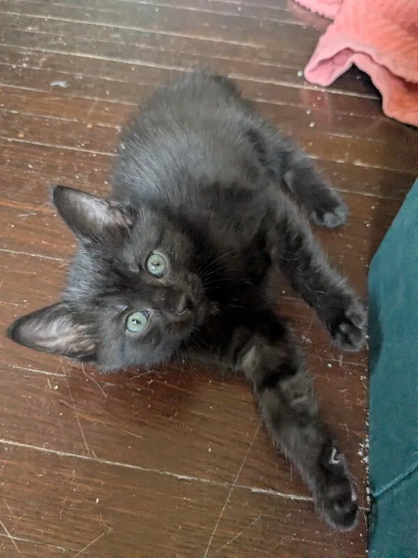 A young medium-sized female Black Domestic Short Hair cat named Cinder for adoption in Grand Rapids, MI