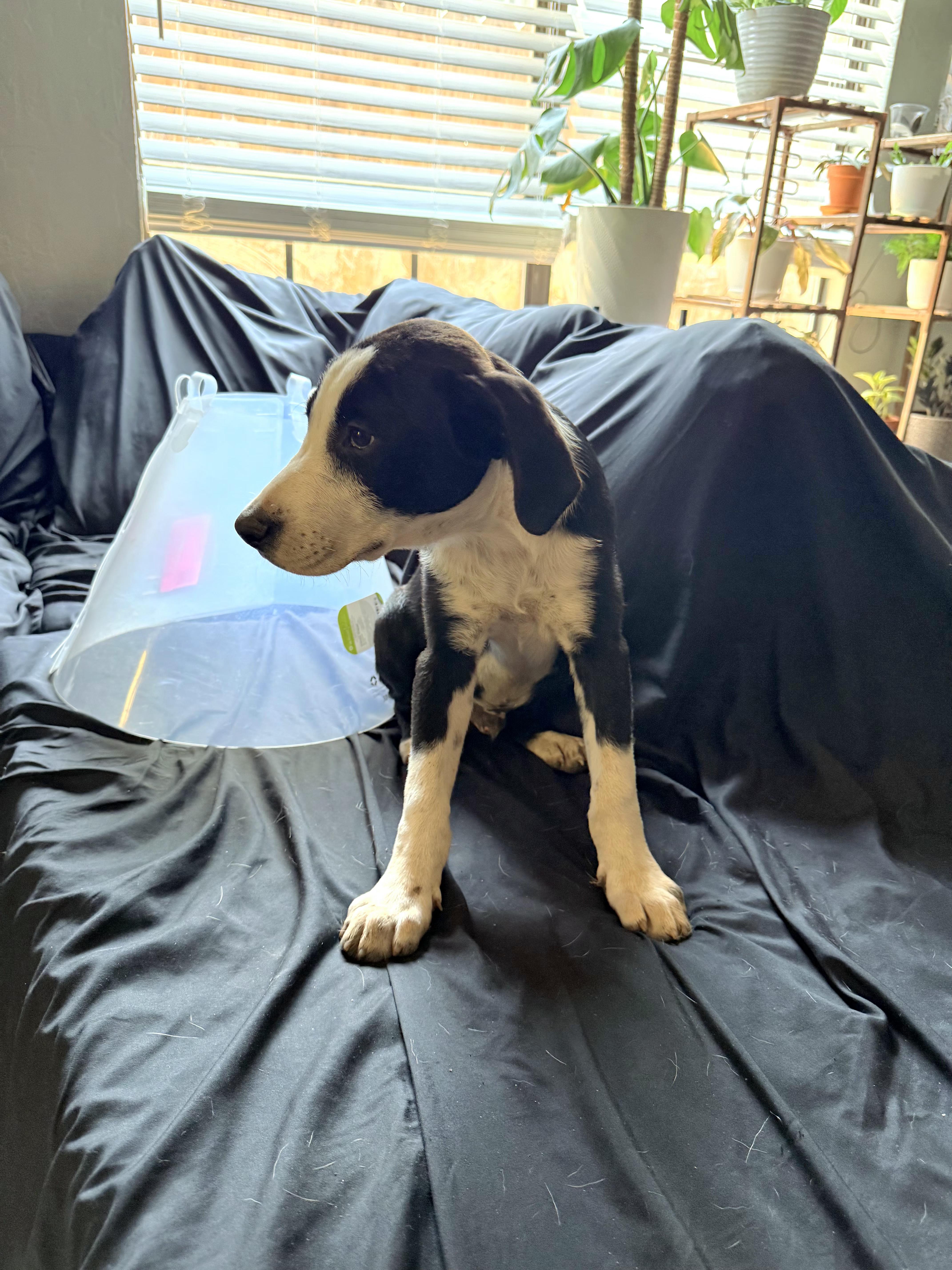 A baby medium-sized male Collie dog named Charlie for adoption in Plano, TX