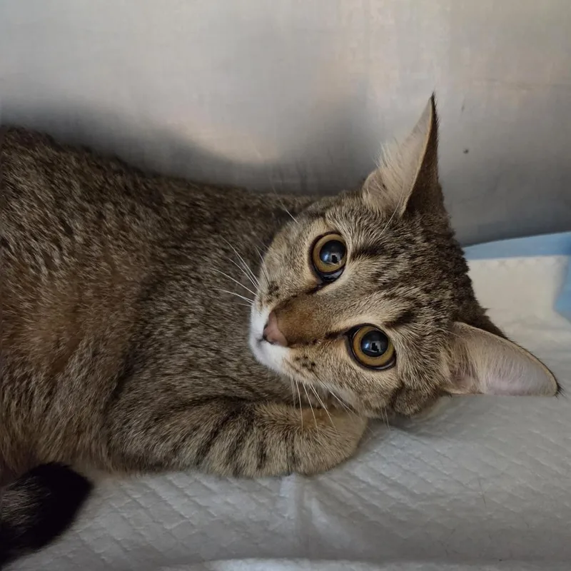 A young small-sized female Black Domestic Short Hair cat named Pecas FKA Xenomorph for adoption in Leander, TX