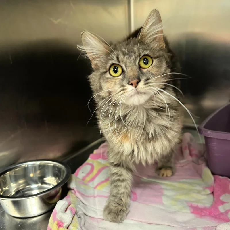 A young small-sized female Torbie Domestic Medium Hair cat named Mags for adoption in Lindon, UT