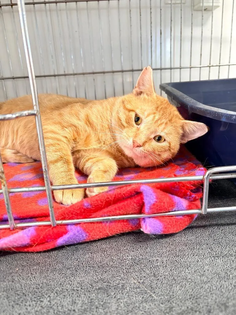 A baby medium-sized male Domestic Short Hair cat named Noodles for adoption in Crandon, WI
