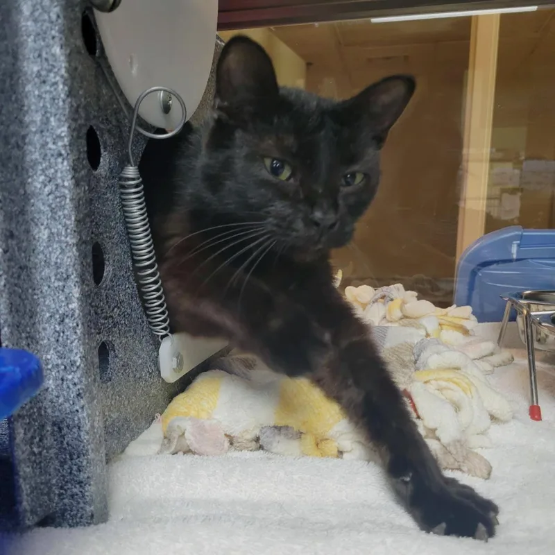 An adult medium-sized female Black Domestic Short Hair cat named Eclipse for adoption in Plover, WI