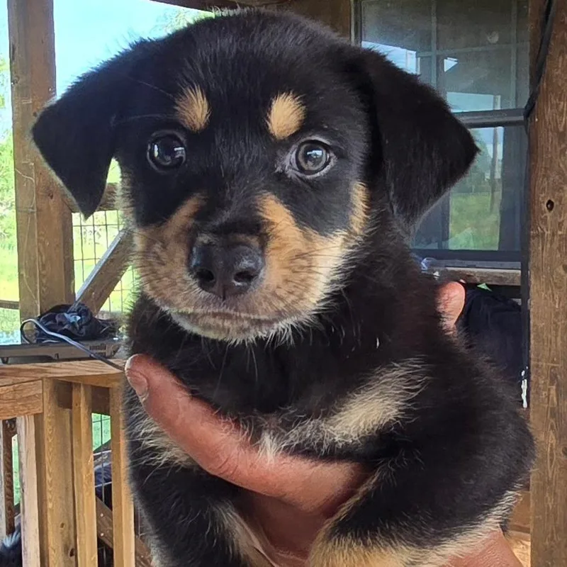 A baby small-sized male Black Chihuahua dog named Ivan for adoption in Floresville, TX