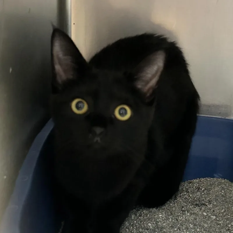 A baby small-sized female Black Domestic Short Hair cat named Freya for adoption in Newport, NC