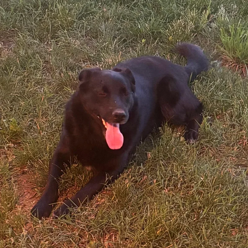 An adult medium-sized male Black Labrador Retriever dog named Rocky for adoption in Harrisonburg, VA