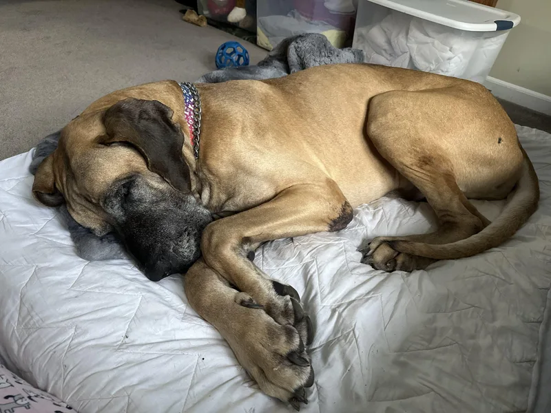 An adult extra large-sized male Great Dane dog named Indy for adoption in Pine Beach, NJ