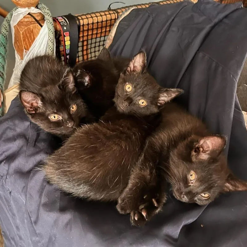 A baby small-sized female Black Domestic Short Hair cat named Hammel for adoption in Rochester, MN