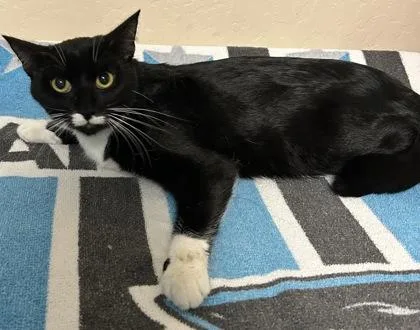 An adult small-sized female Domestic Short Hair cat named Coraline for adoption in Phoenix, AZ