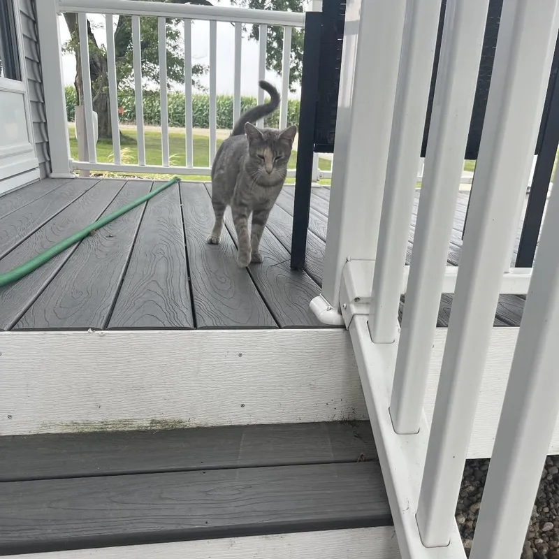 A baby small-sized female Gray / Blue / Silver Domestic Short Hair cat named FOUND West Concord for adoption in Rochester, MN