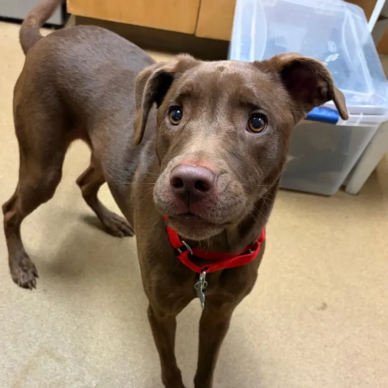 An adult medium-sized female Brown / Chocolate Mixed Breed dog named Momo for adoption in Chattanooga, TN
