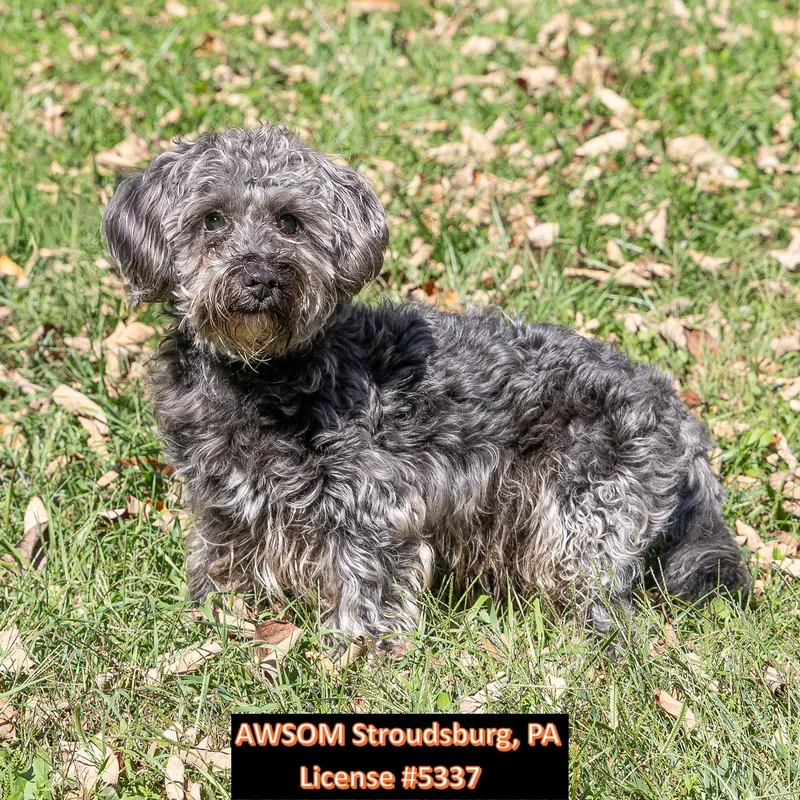 An adult small-sized male Gray / Blue / Silver Miniature Poodle dog named Marty for adoption in Stroudsburg, PA