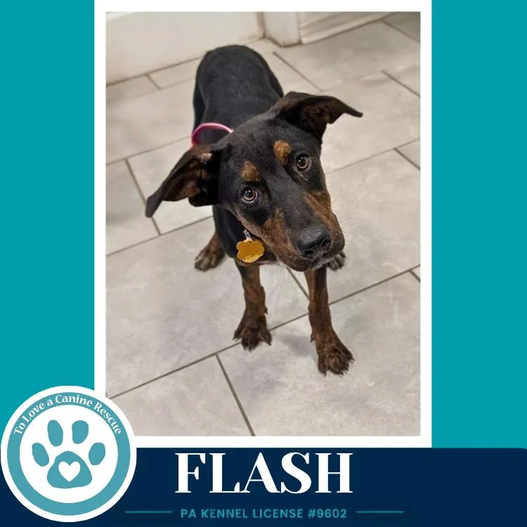 A baby medium-sized female Plott Hound dog named Flash for adoption in Kimberton, PA