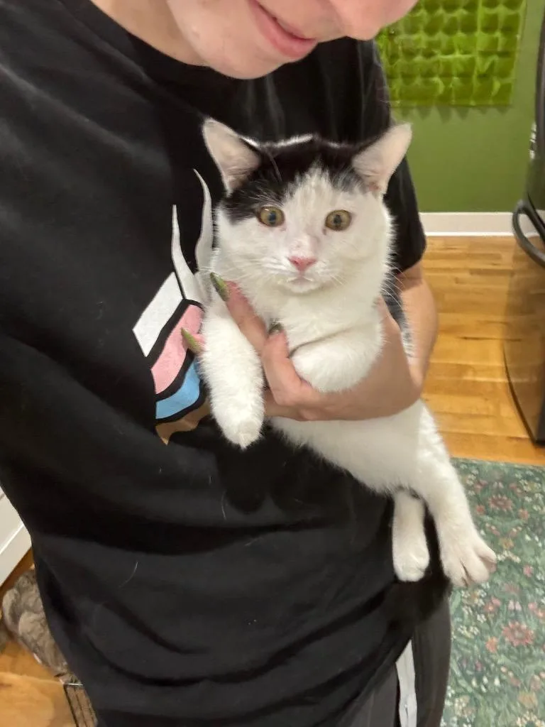 A baby medium-sized female Domestic Short Hair cat named Nigella for adoption in Augusta, GA