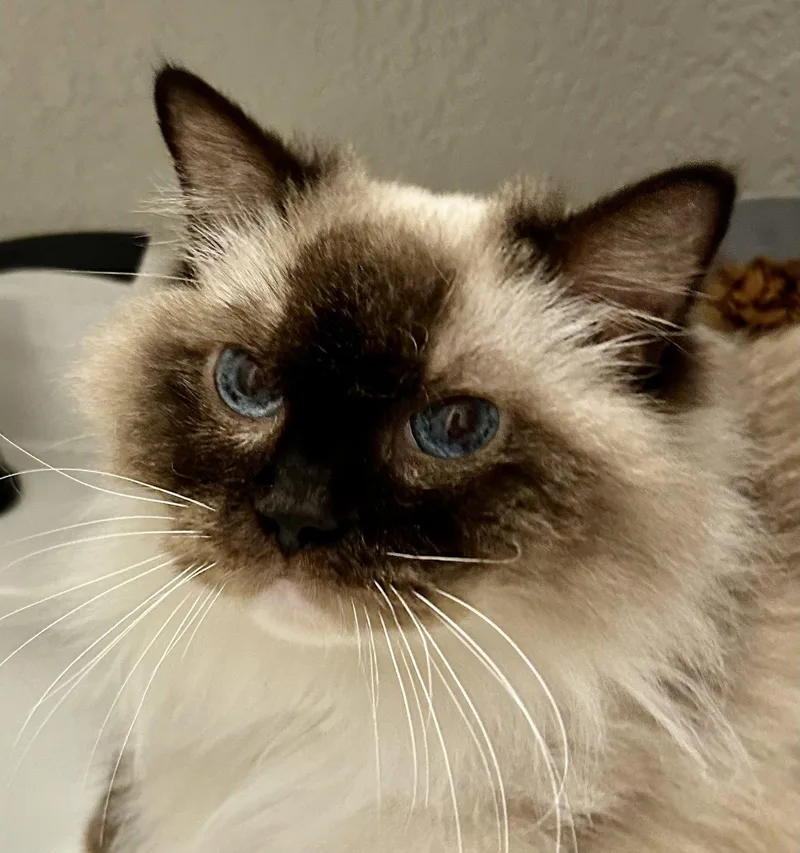 Maggie