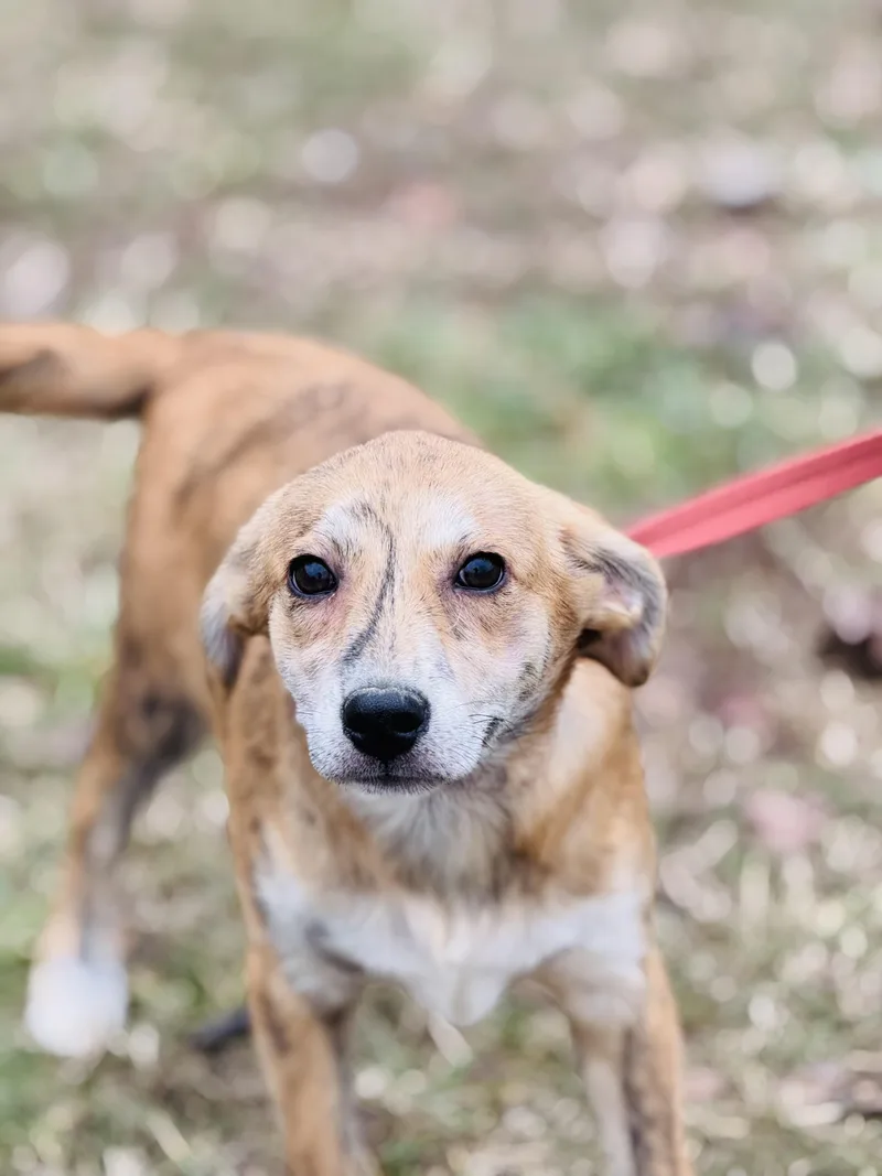 Scarlett  Transport thumbnail 2