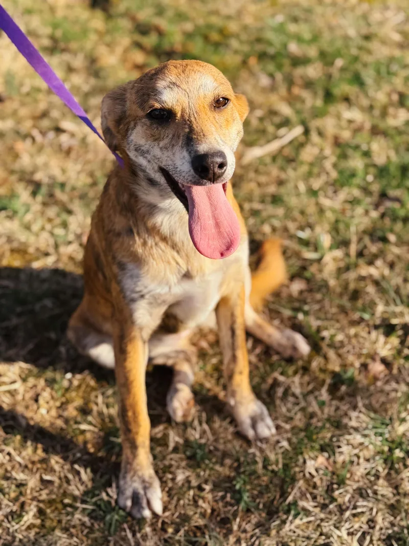 Scarlett  Transport thumbnail 6