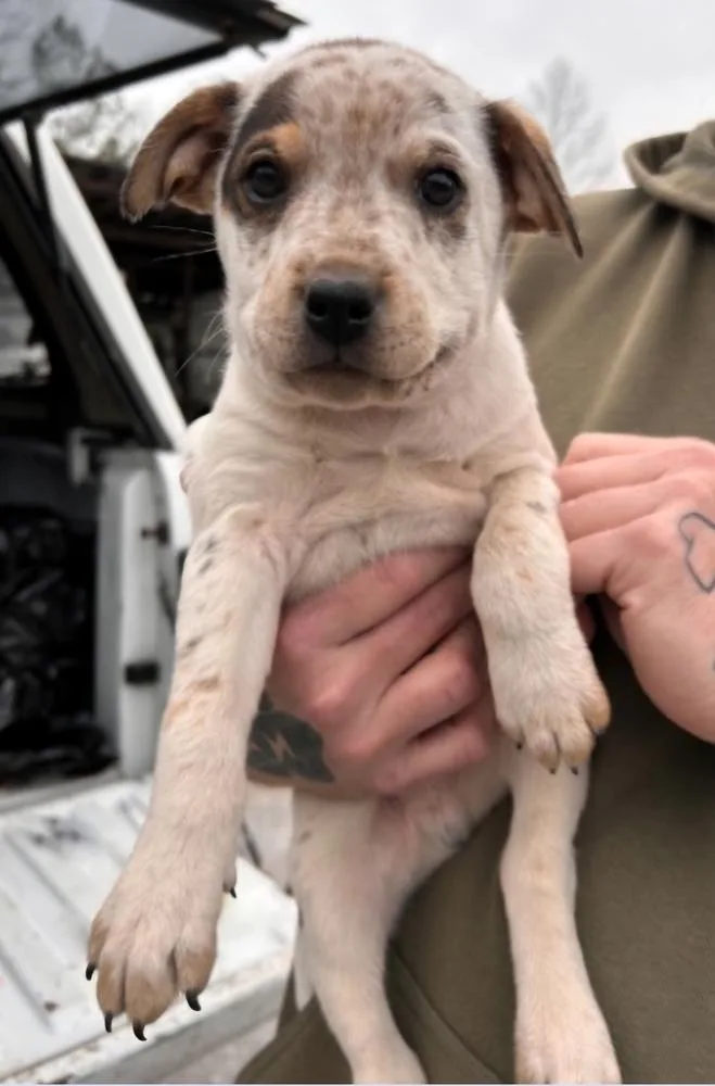 A baby small-sized male Mixed Breed dog named Dynamite for adoption in Appleton, WI