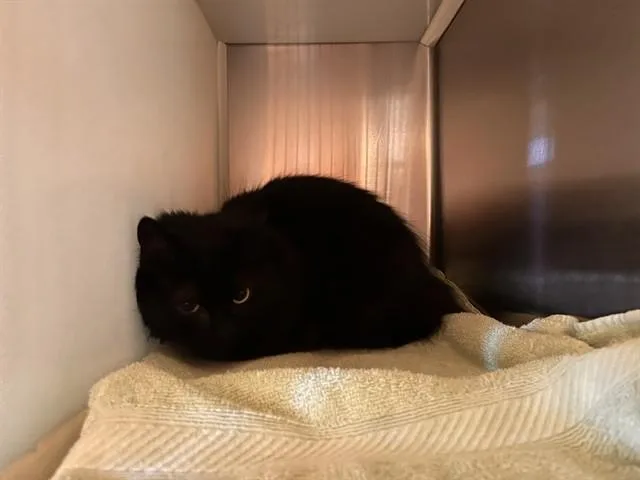 An adult medium-sized female Domestic Long Hair cat named Willow for adoption in Colorado Springs, CO