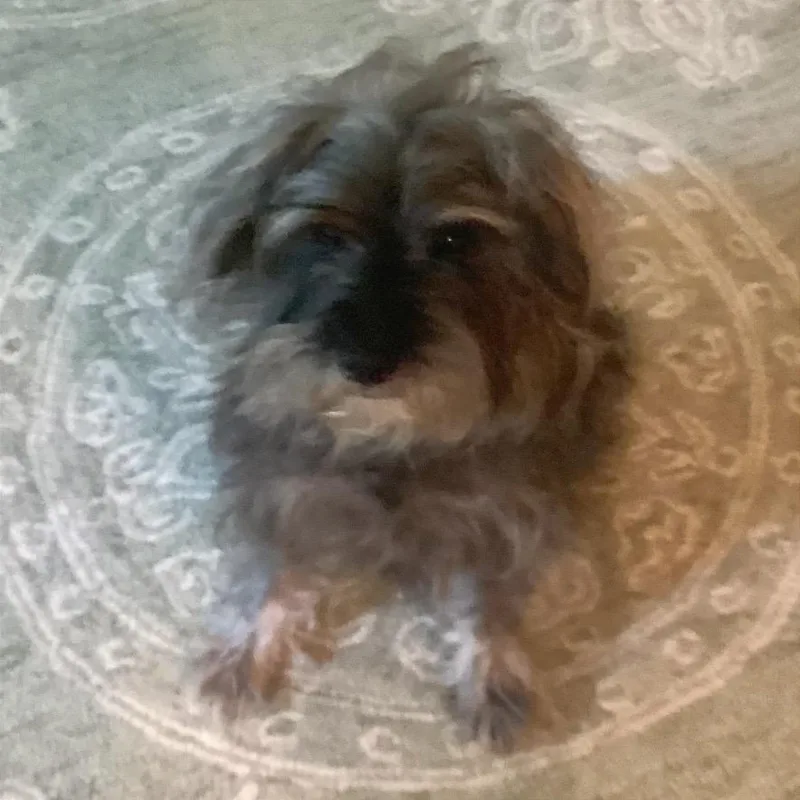 A senior small-sized male Mixed Breed dog named Brando for adoption in Asheville, NC