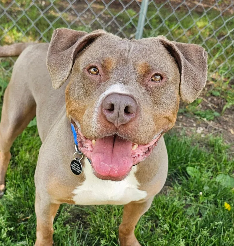 An adult large-sized male Yellow / Tan / Blond / Fawn American Staffordshire Terrier dog named Chester for adoption in Lapeer, MI