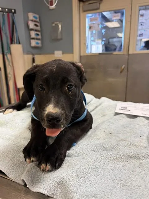 A baby small-sized female German Shepherd Dog dog named Molly for adoption in Riverside, CA